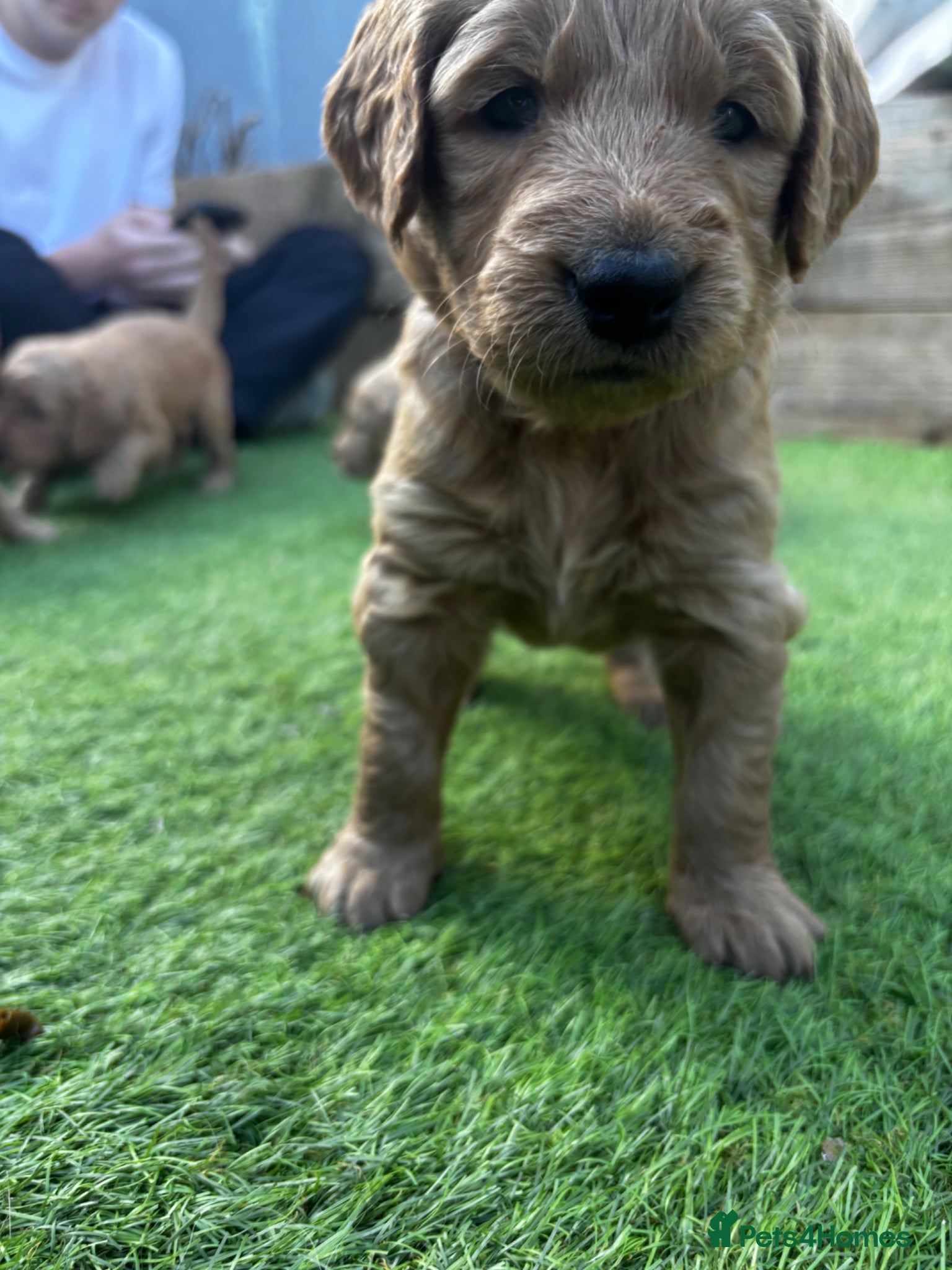 Double Doodle dogs for sale: Beautiful double/golden doodles from family pet - Advert 4