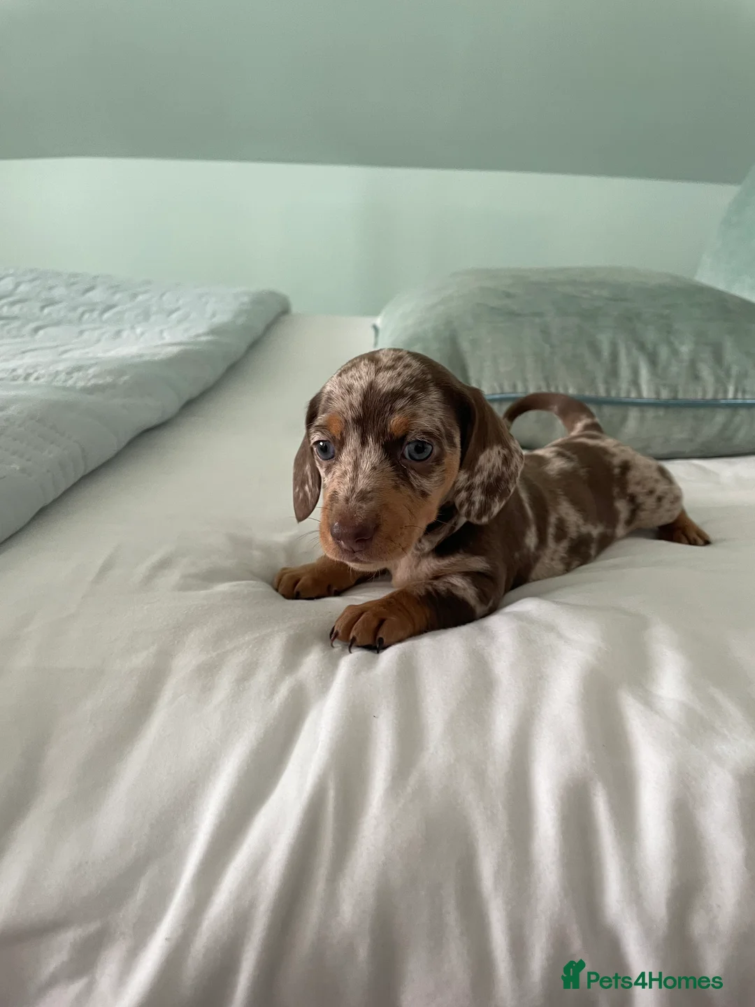 Dachshund dogs for sale: Dachshund  - Advert 12