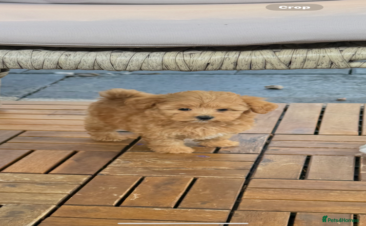 Maltipoo dogs - Advert 12