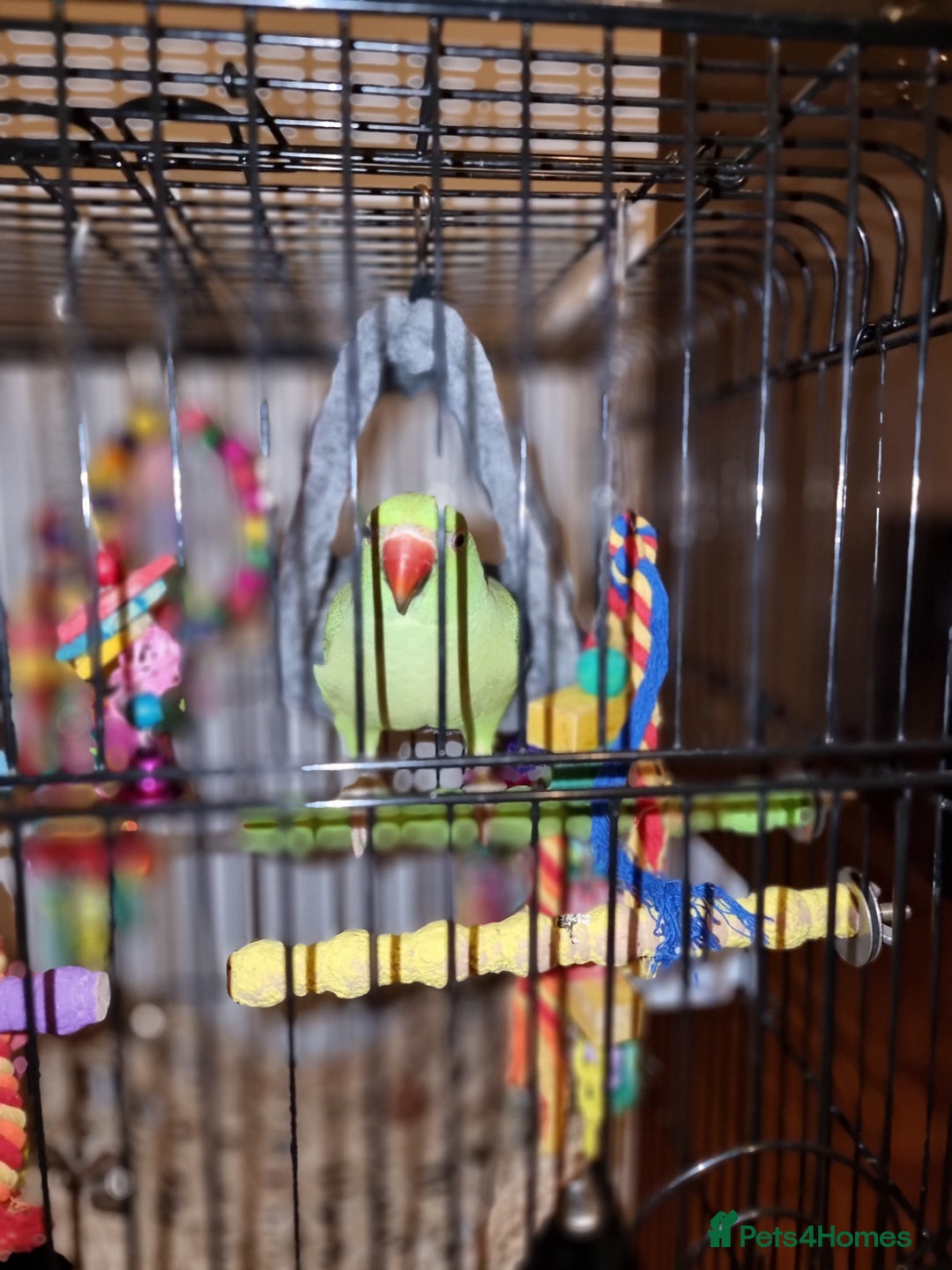 Parrots birds for sale: Indian Ringneck talking parrot + Cage + Toys - Advert 8