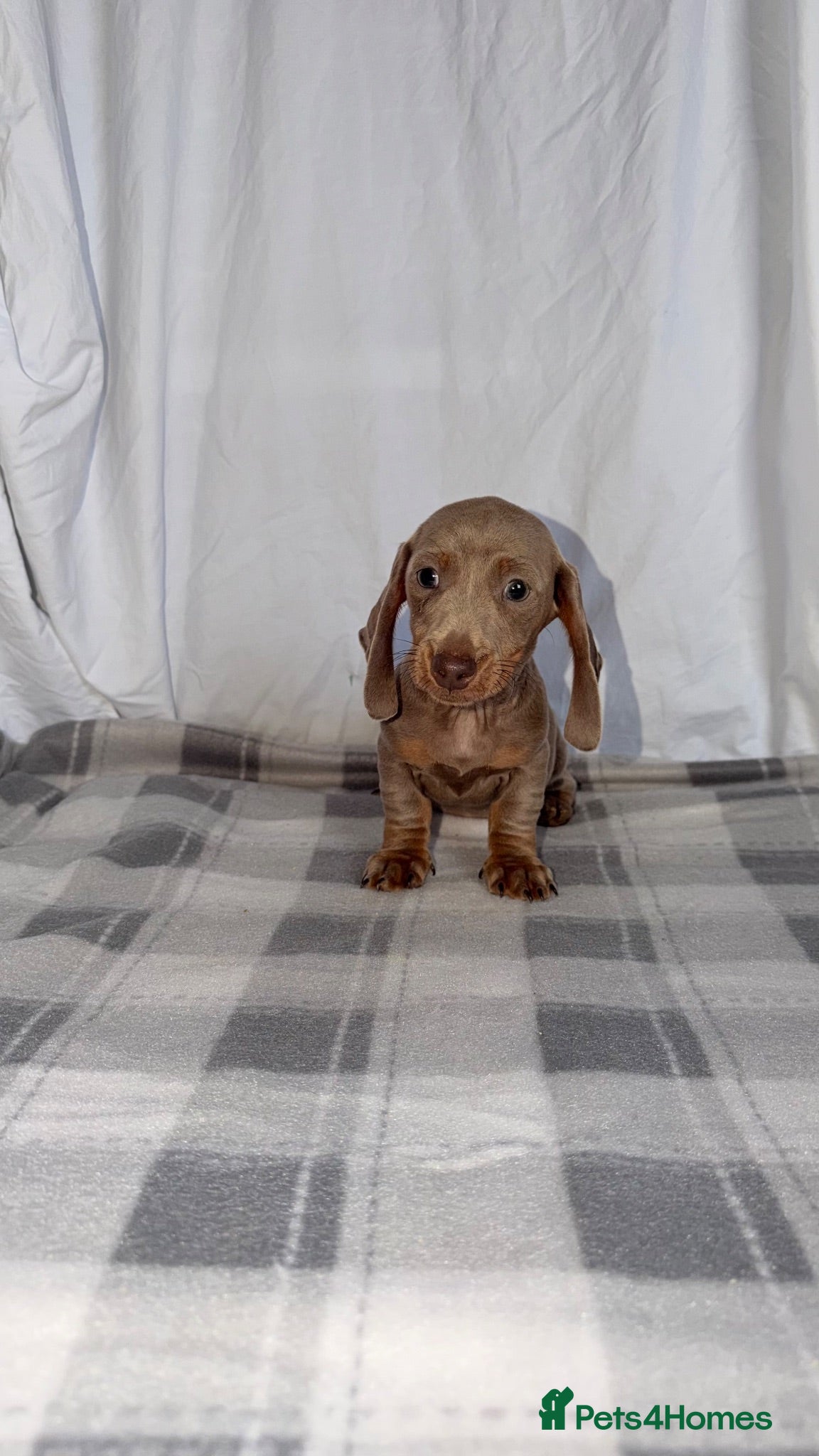 Dachshund dogs Miniature Dachshund Puppies - Advert 2