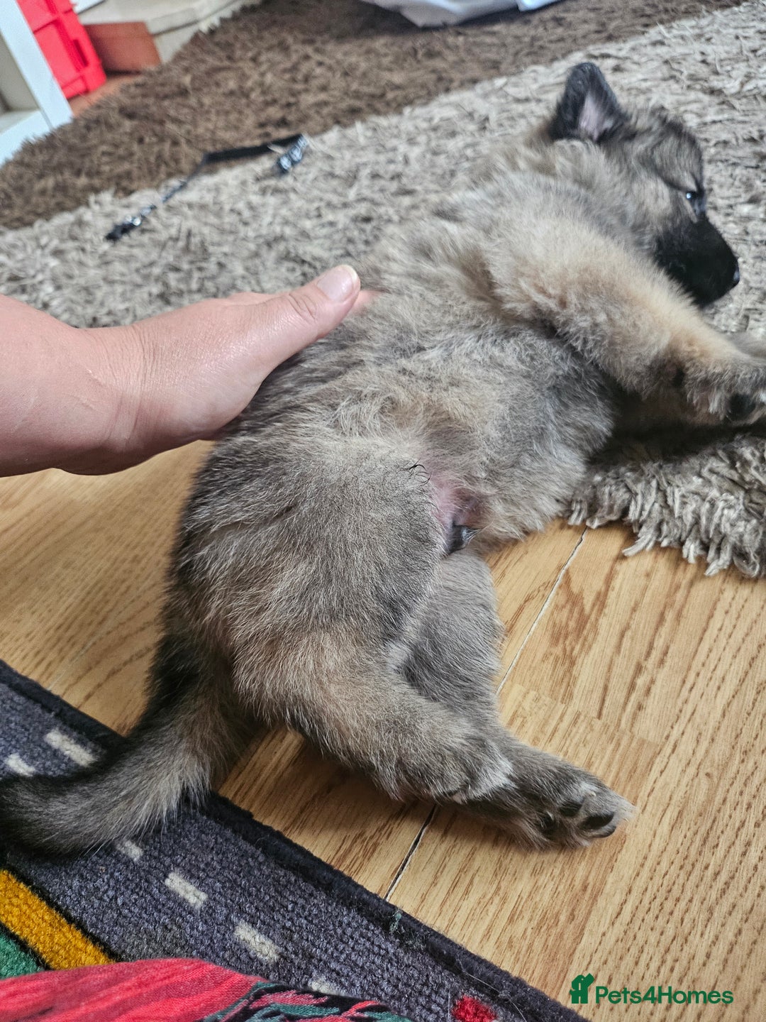 German Shepherd dogs for sale: 8 Beautiful fluffy German Shepherd pups  - Image 17