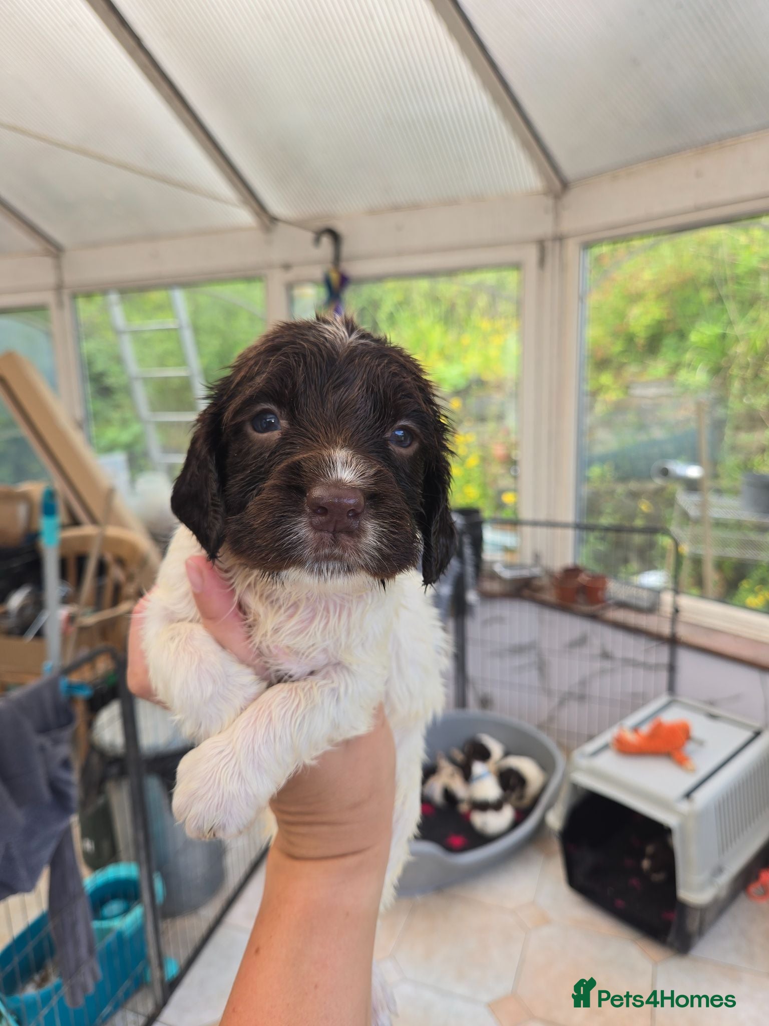 English Springer Spaniel dogs Working English Springer Spaniel Pups - Advert 2