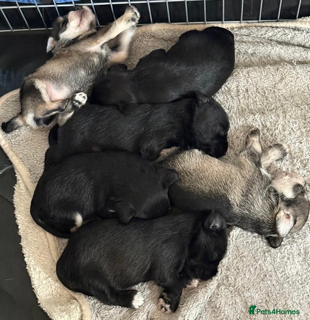 Miniature Schnauzer dogs for stud: *mini white kennel club schnauzer stud**HEALTH * in Upminster - Advert 7