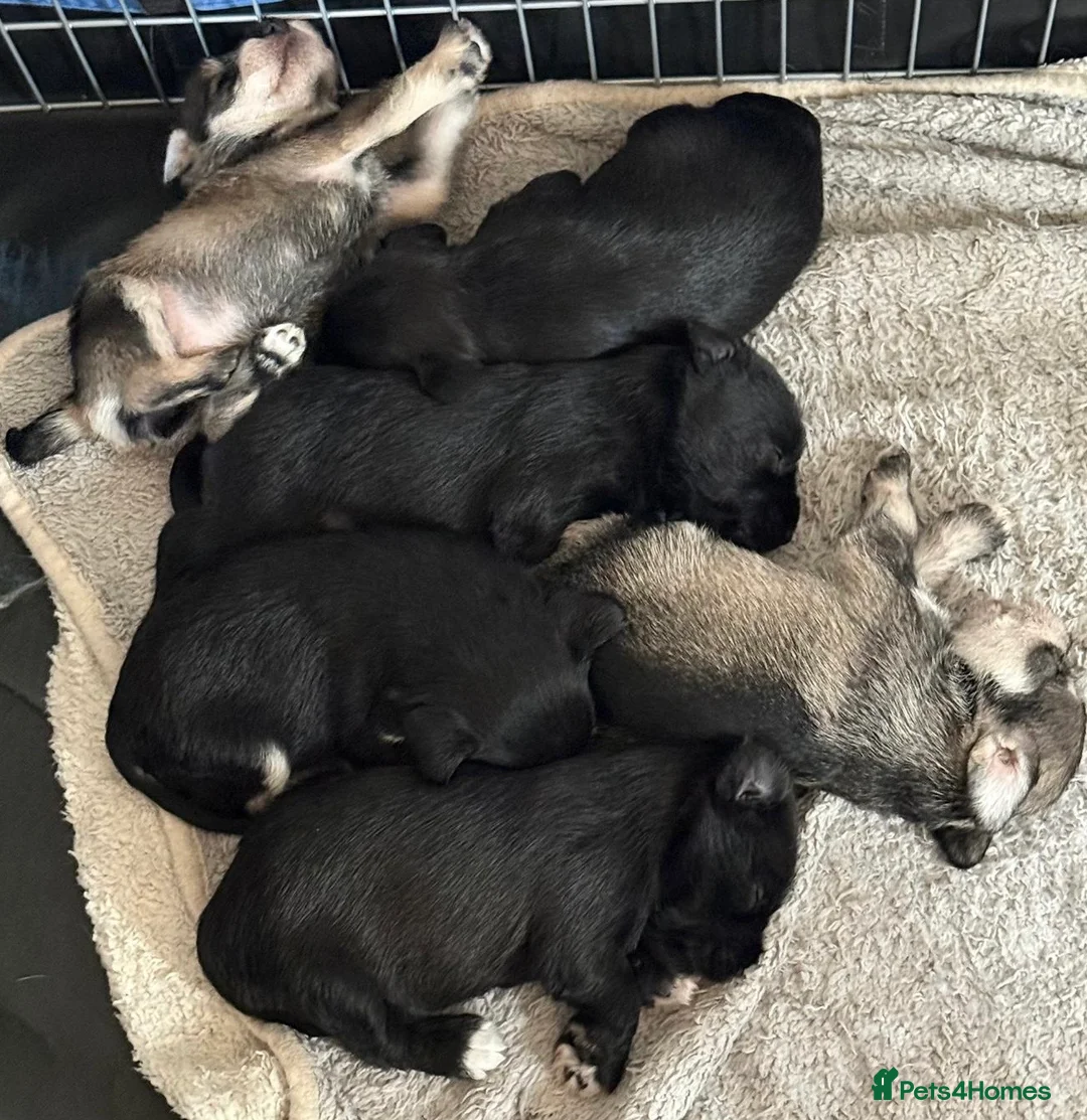 Miniature Schnauzer dogs for stud: *mini white kennel club schnauzer stud**HEALTH * in Upminster - Advert 7