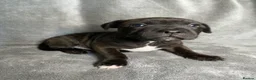 Staffordshire Bull Terrier dogs for sale: Billionaire bills pups  - Advert 19
