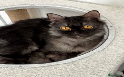 Mixed Breed cats for adoption: Beautiful grumpy-face Elba is a lovebug  - Image 6