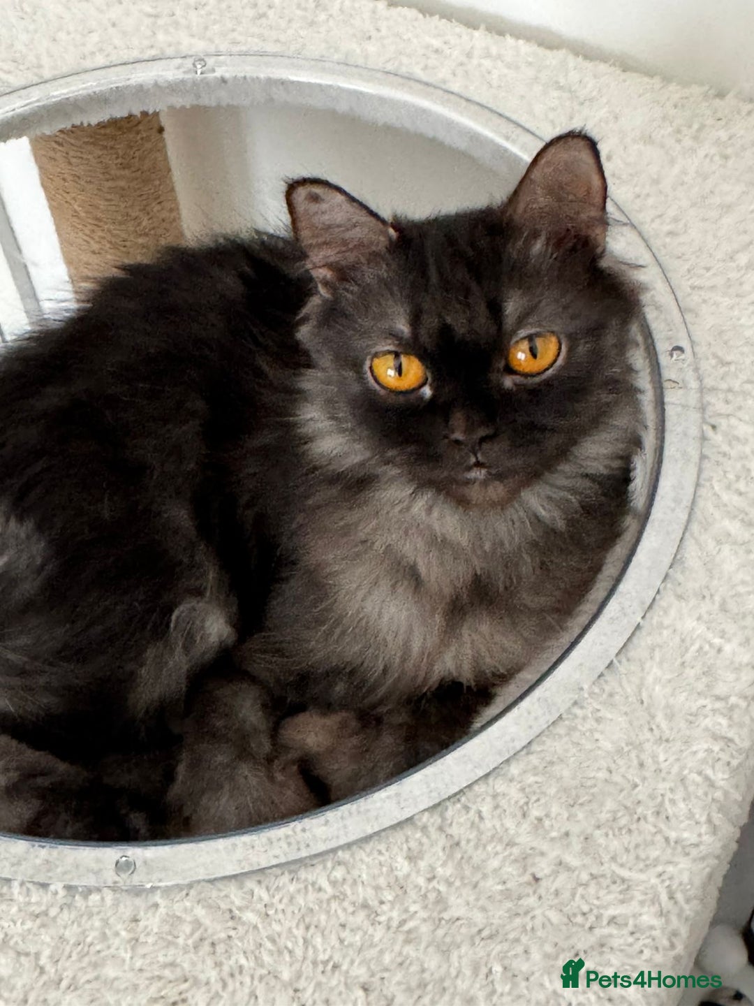 Mixed Breed cats for adoption: Beautiful grumpy-face Elba is a lovebug  - Image 6