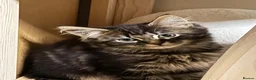 Mixed Breed cats for sale: Beautiful little ones - Advert 6