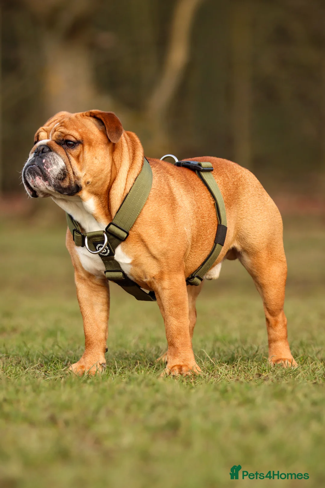 English Bulldog dogs for stud: KC health tested standard red male  - Advert 10
