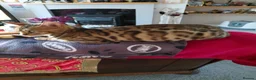 Bengal cats for sale: Female glitter Bengal for sale - Advert 20