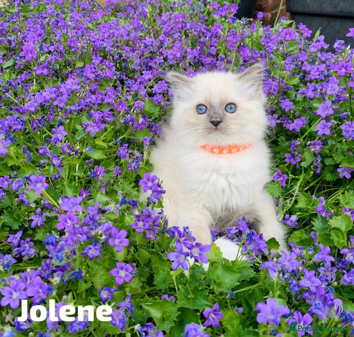 Ragdoll cats Stunning fluffy blue-point ragdoll female kittens  - Advert 18