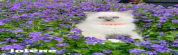 Ragdoll cats for sale: Stunning fluffy blue-point ragdoll female kittens  - Advert 5