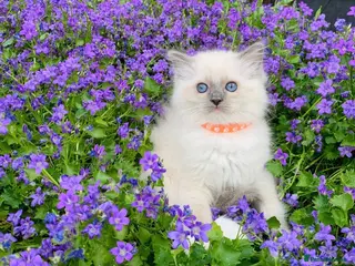 Ragdoll cats Stunning fluffy blue-point ragdoll female kittens - Advert 18