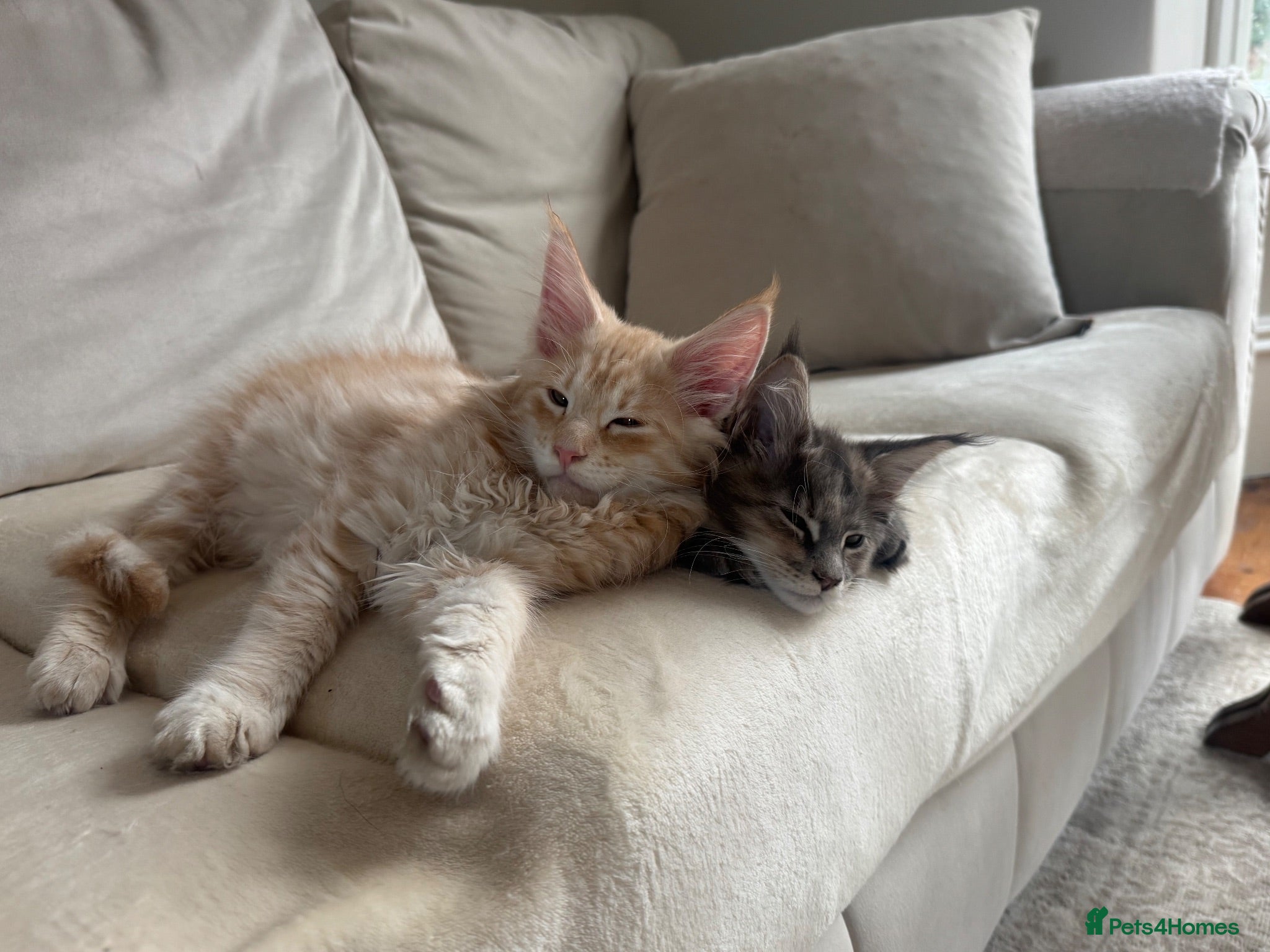 Maine Coon cats     ✨TICA Maine Coon Kittens | Licensed Breeder✨ - Advert 2