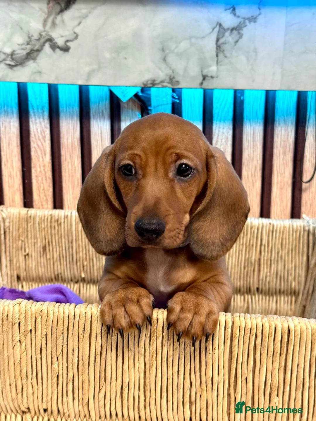 Miniature Dachshund dogs for sale: Last 2 boys miniature dachshund ready to leave now - Advert 5