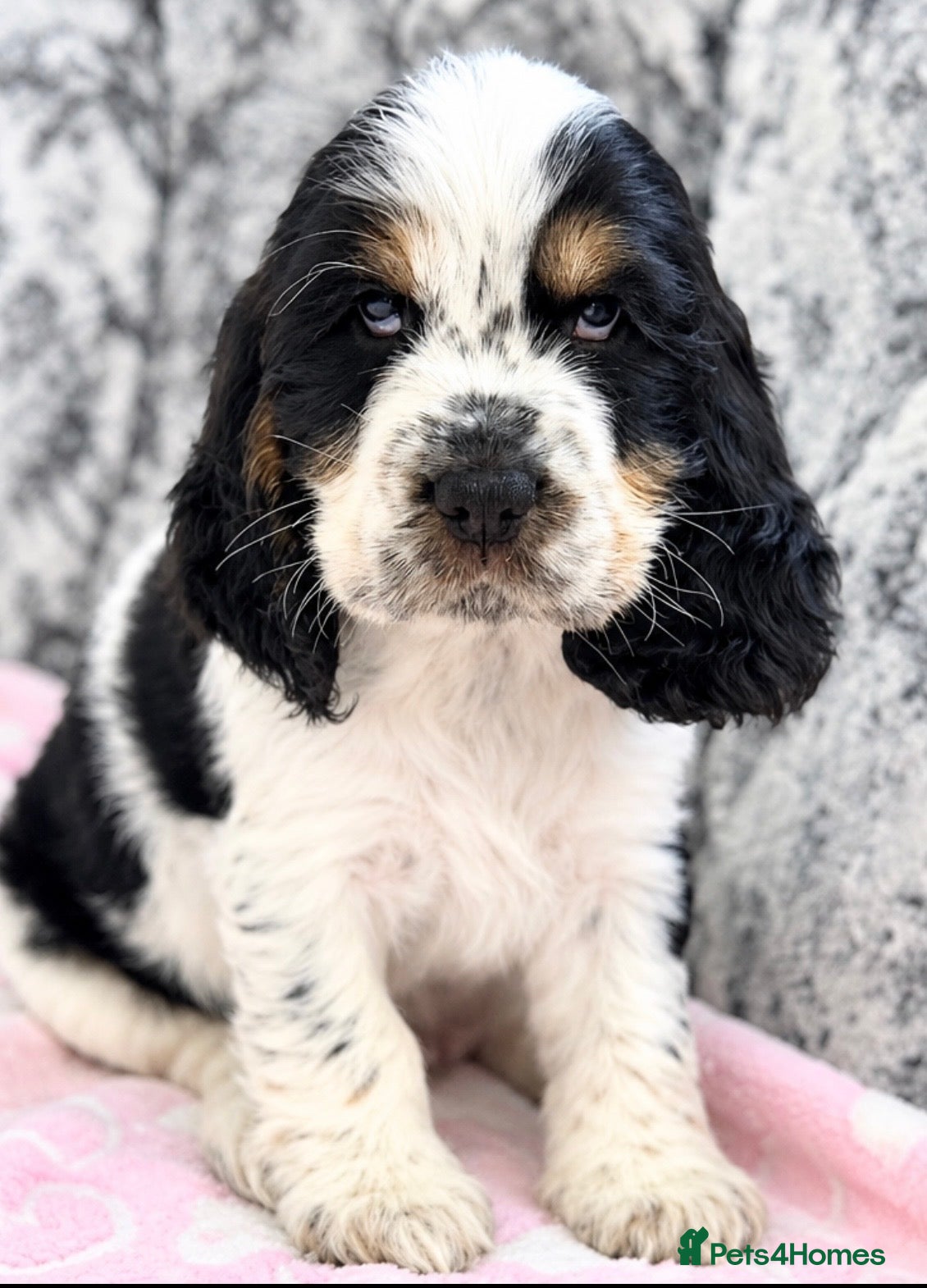 Cocker Spaniel dogs 🐾READY 30/09 KC Show Cocker Spaniels available 🐾 - Advert 2