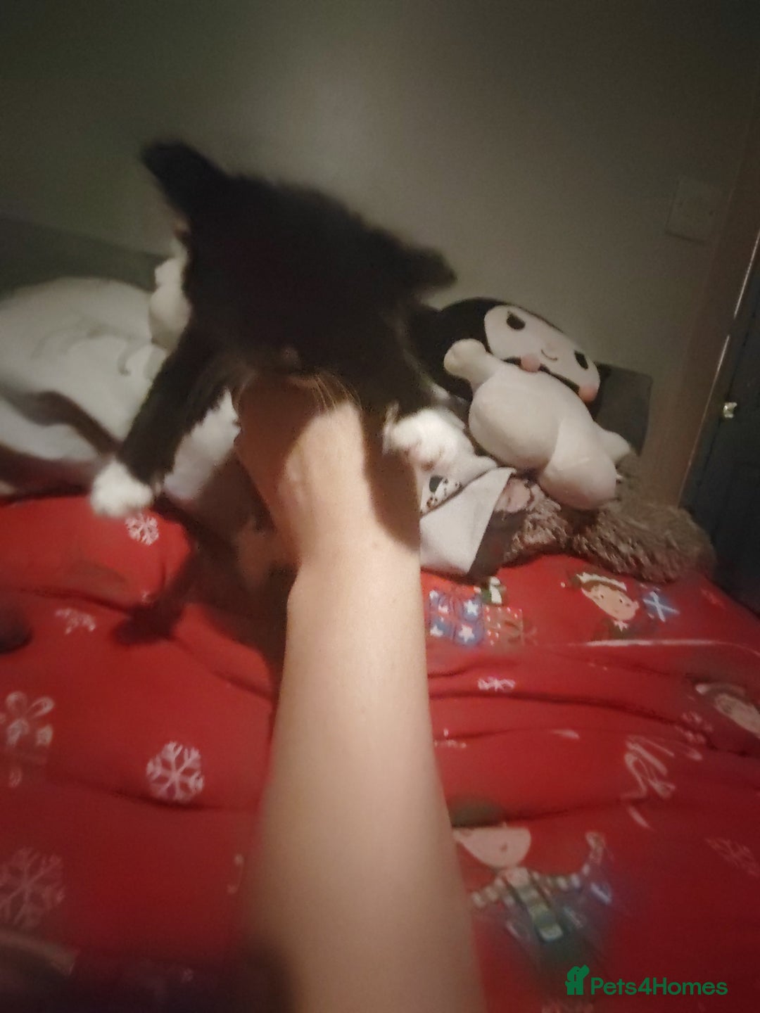 Mixed Breed cats for sale: Beautiful fluffy kittens  - Advert 14