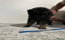 Mixed Breed dogs for sale: German shepherd pups  - Image 11