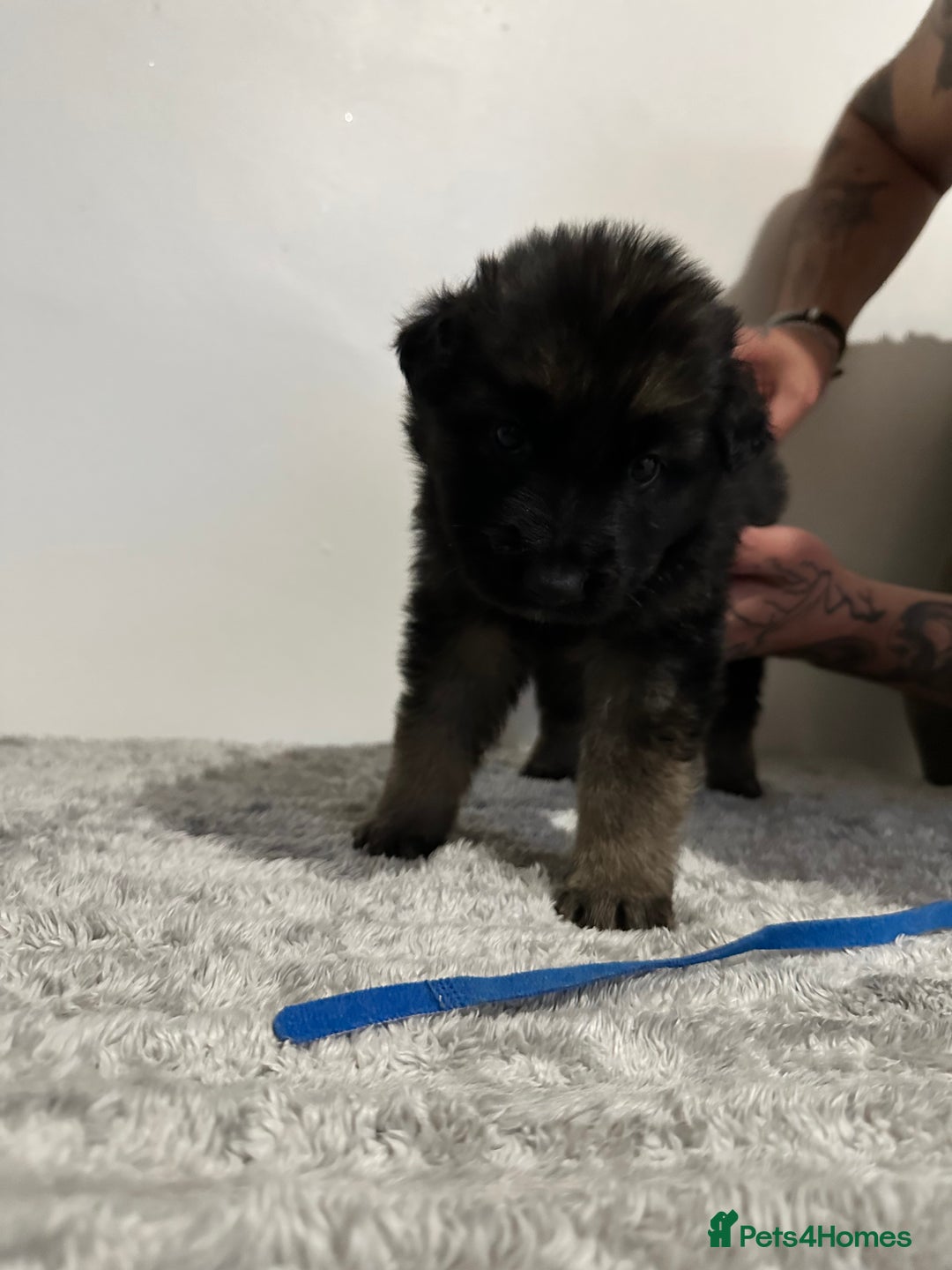 Mixed Breed dogs for sale: German shepherd pups  - Image 11