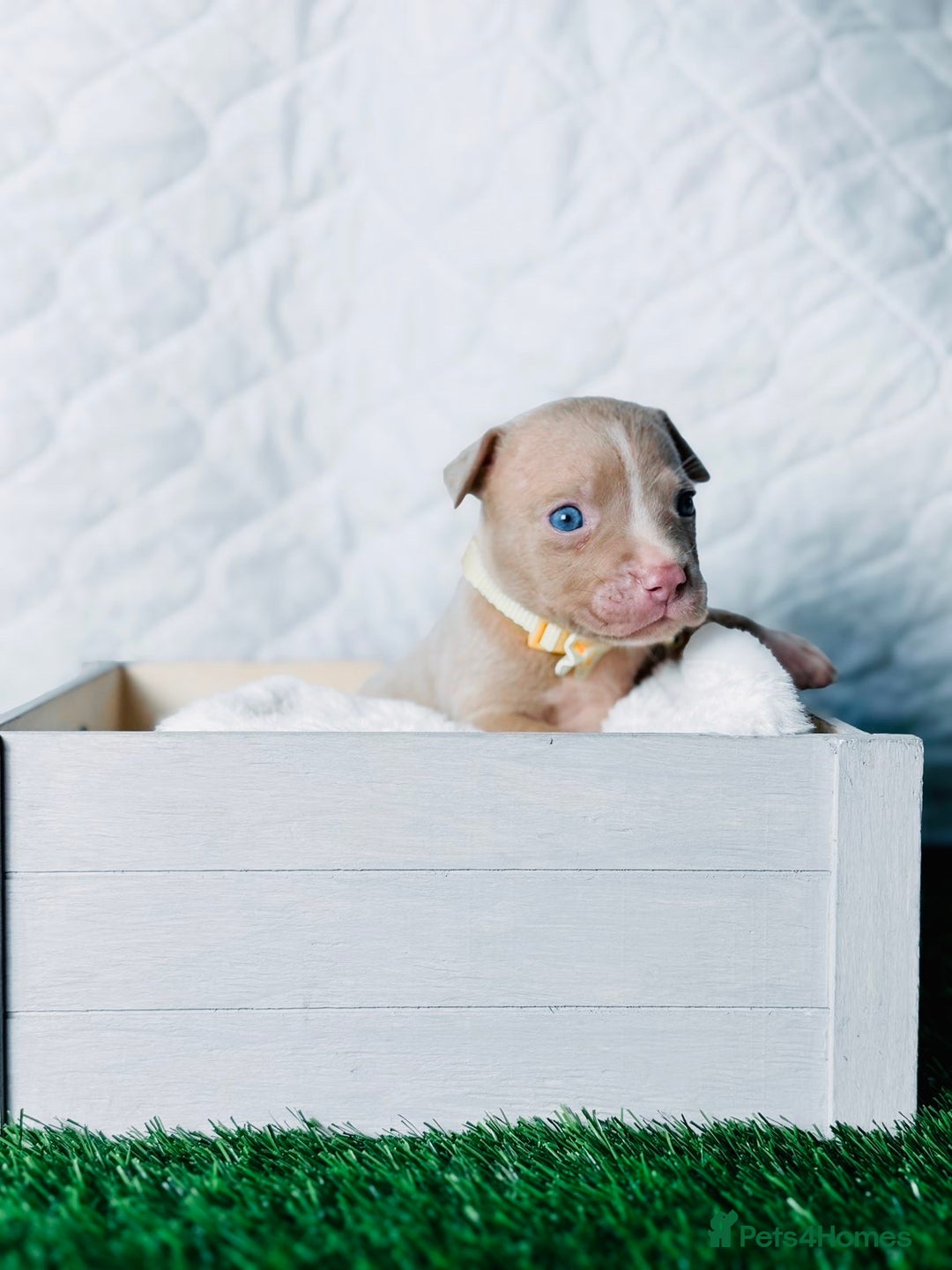 American Bully dogs for sale:  Bully x Staffie pups (2 Boys left) - Advert 26