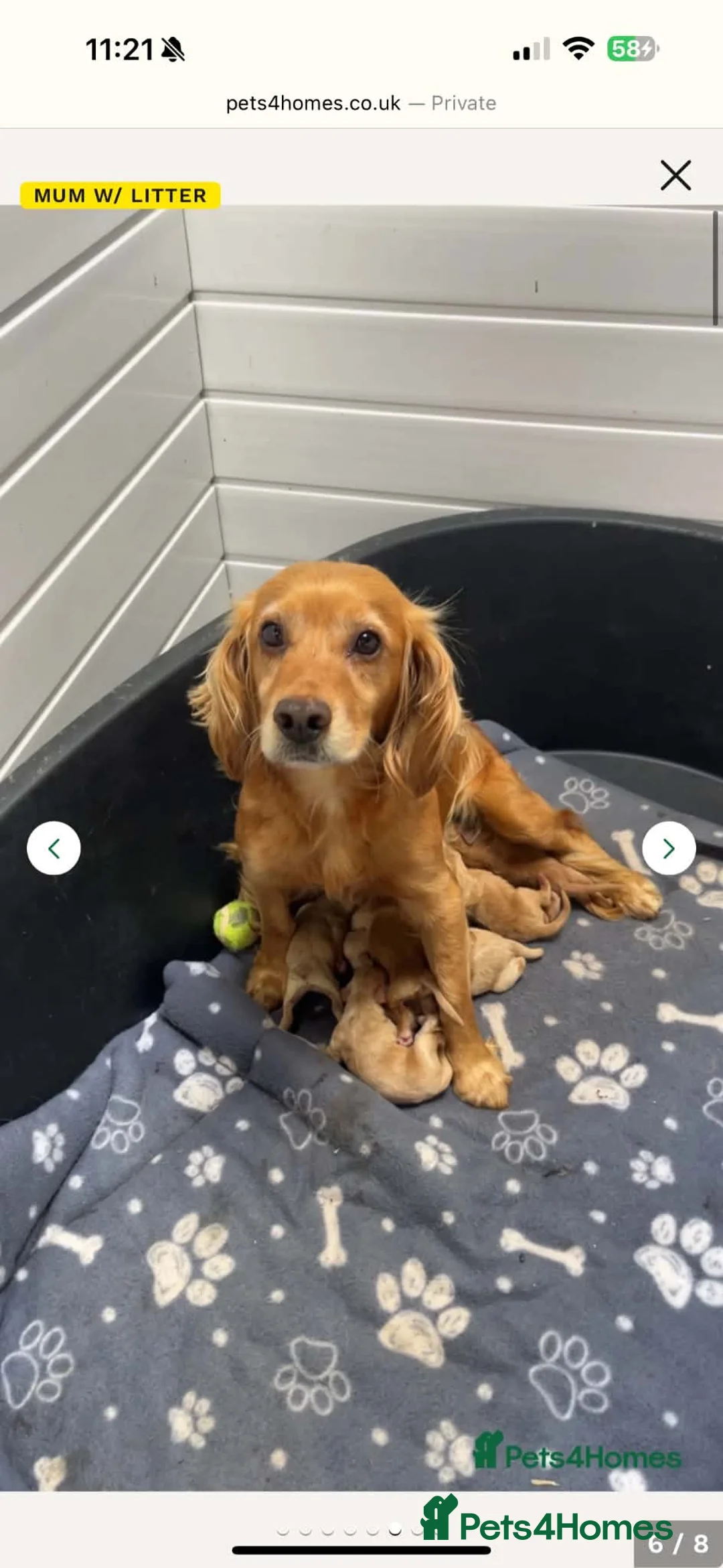 Cockapoo dogs for sale: 10 month old Cockapoo  - Advert 7