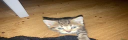 Mixed Breed cats for sale: 3 Litters of Loving and Playful Kittens  - Advert 17