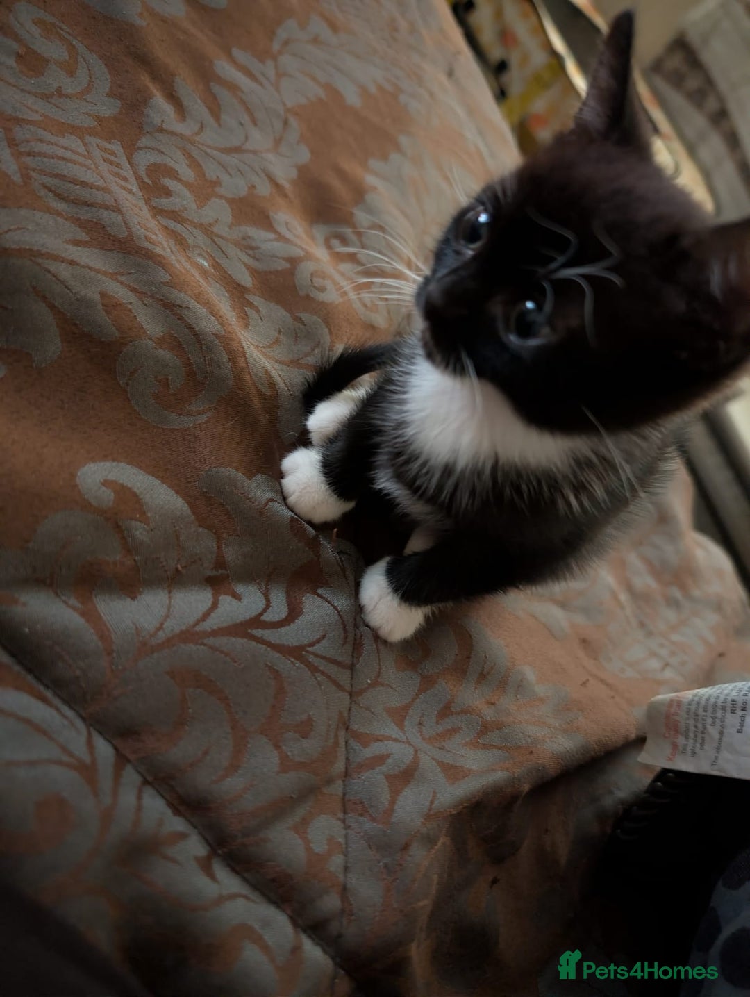 British Shorthair cats for sale: 2 male kittens ready for their new home - Advert 5