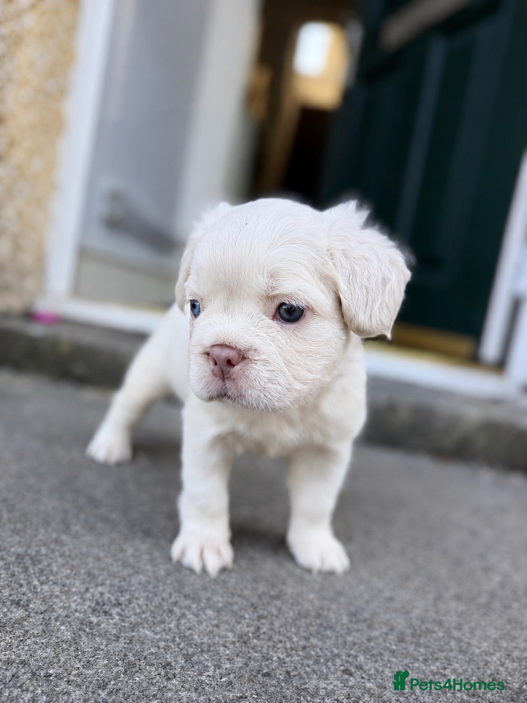 French Bulldog dogs CREAM FLUFFY FRENCHIE - Advert 4