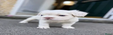 French Bulldog 1