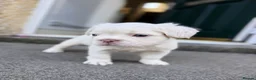 French Bulldog dogs for sale: CREAM FLUFFY FRENCHIE in Blackwood - Advert 1