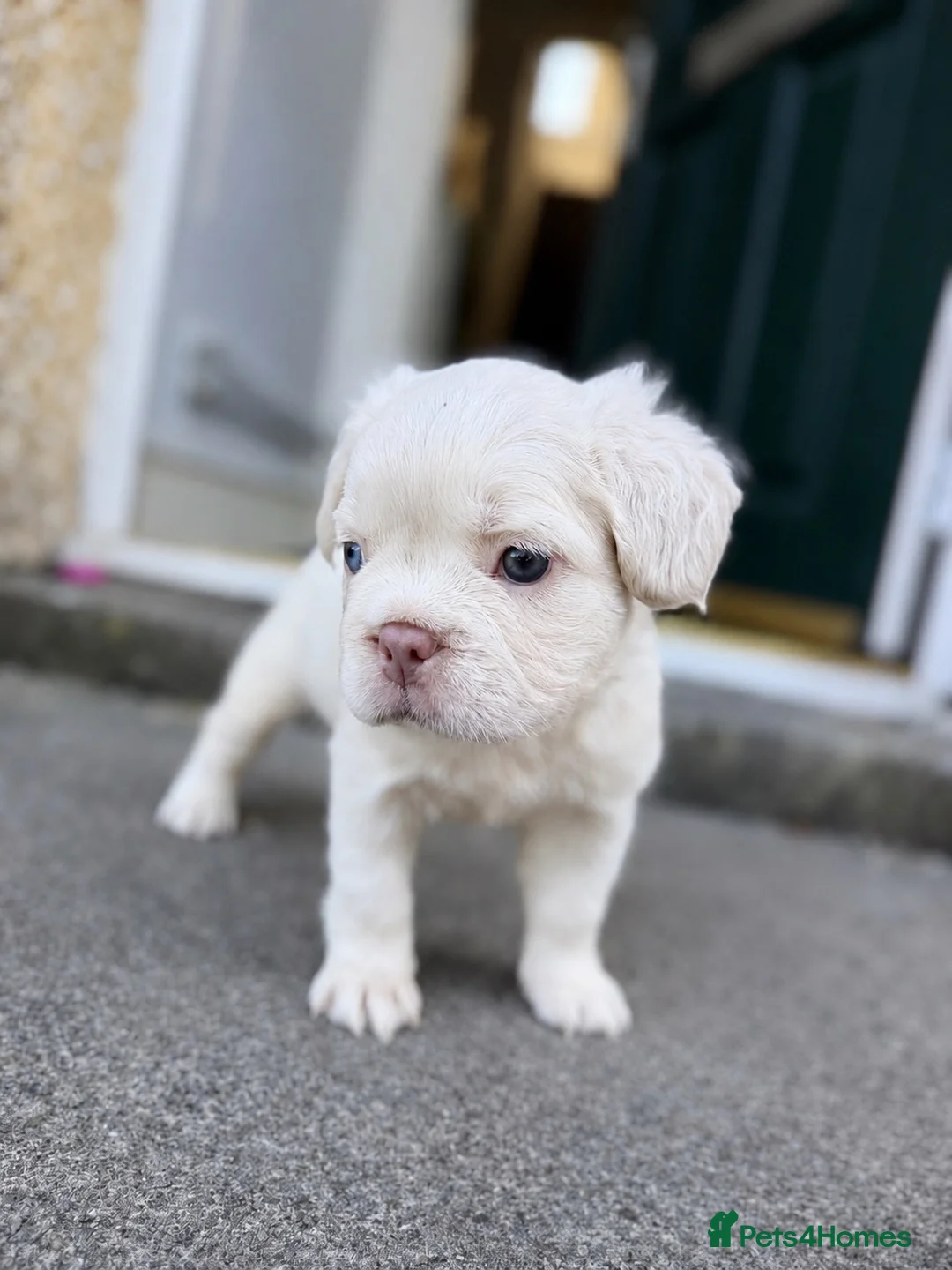 French Bulldog dogs for sale: CREAM FLUFFY FRENCHIE in Blackwood - Advert 1