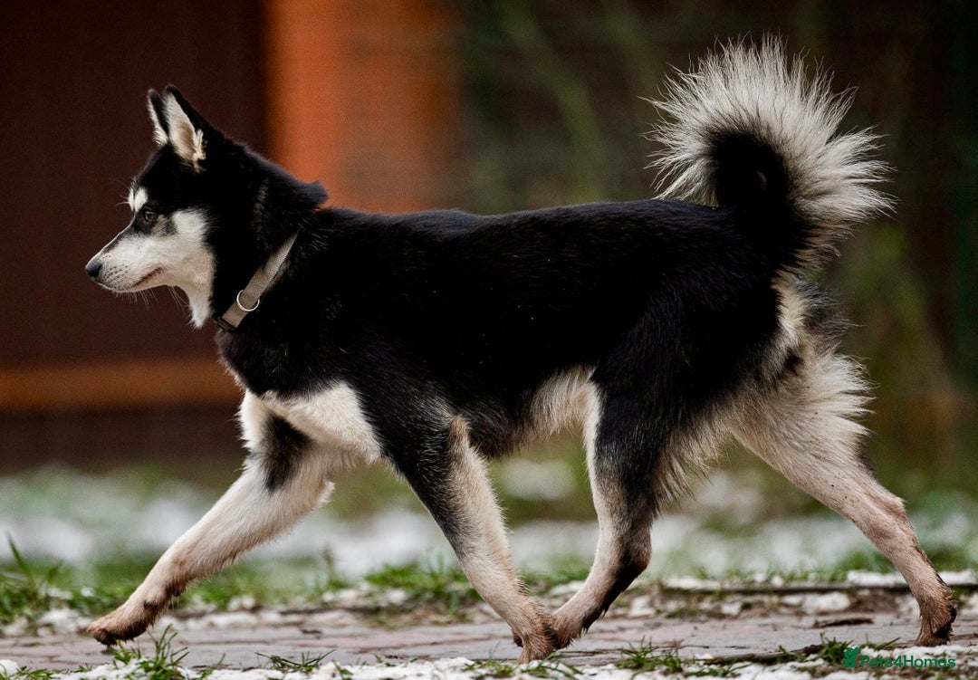 Pomsky dogs for adoption: TUCKER – Male Pomsky  - Advert 8