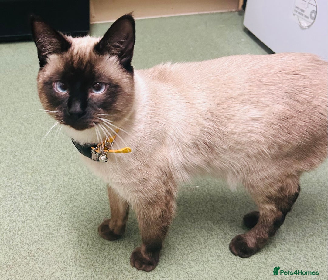 Mixed Breed cats for sale: Musa  - Advert 3