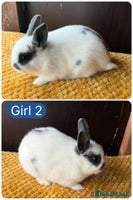 Netherland Dwarf rabbits - Advert 4