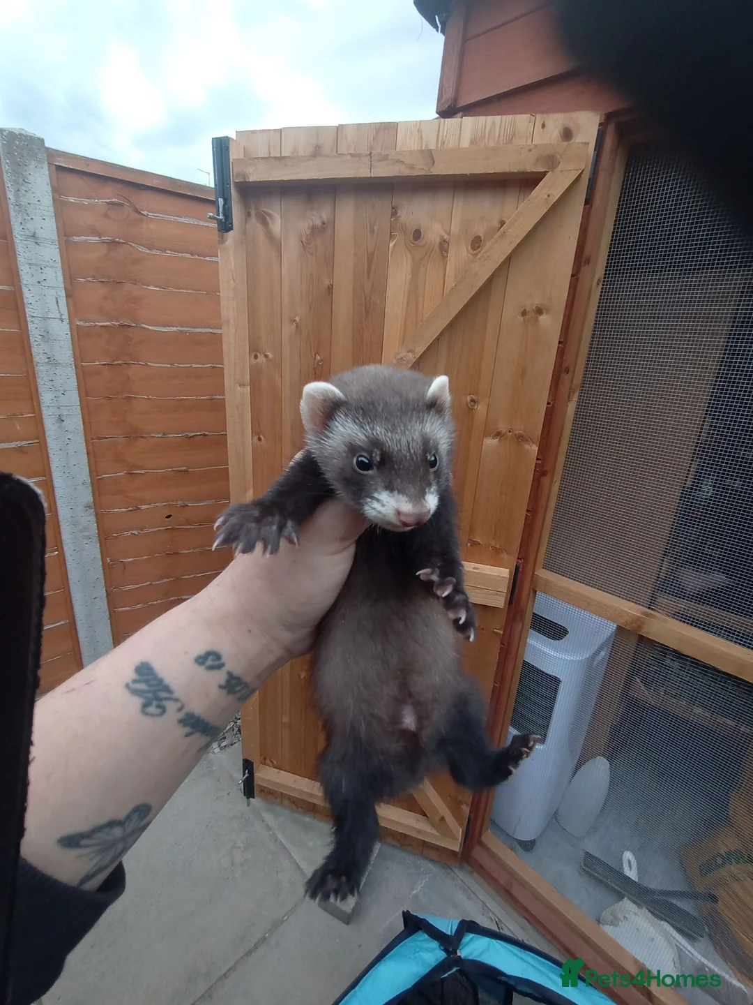 Ferret rodents for sale: 🐾Baby Ferret Kits Ready to leave🐾 - Advert 2