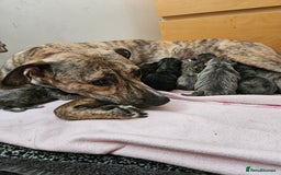 Mixed Breed dogs for sale: 8 Puppies - 3/4 blue staff 1/4 whipit  in Cradley Heath - Image 1