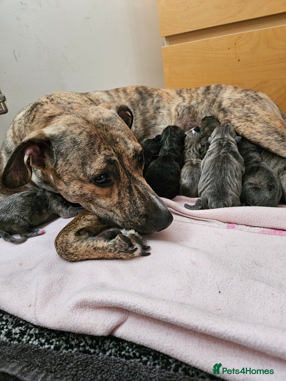 Mixed Breed dogs for sale: 8 Puppies - 3/4 blue staff 1/4 whipit  in Cradley Heath - Image 1