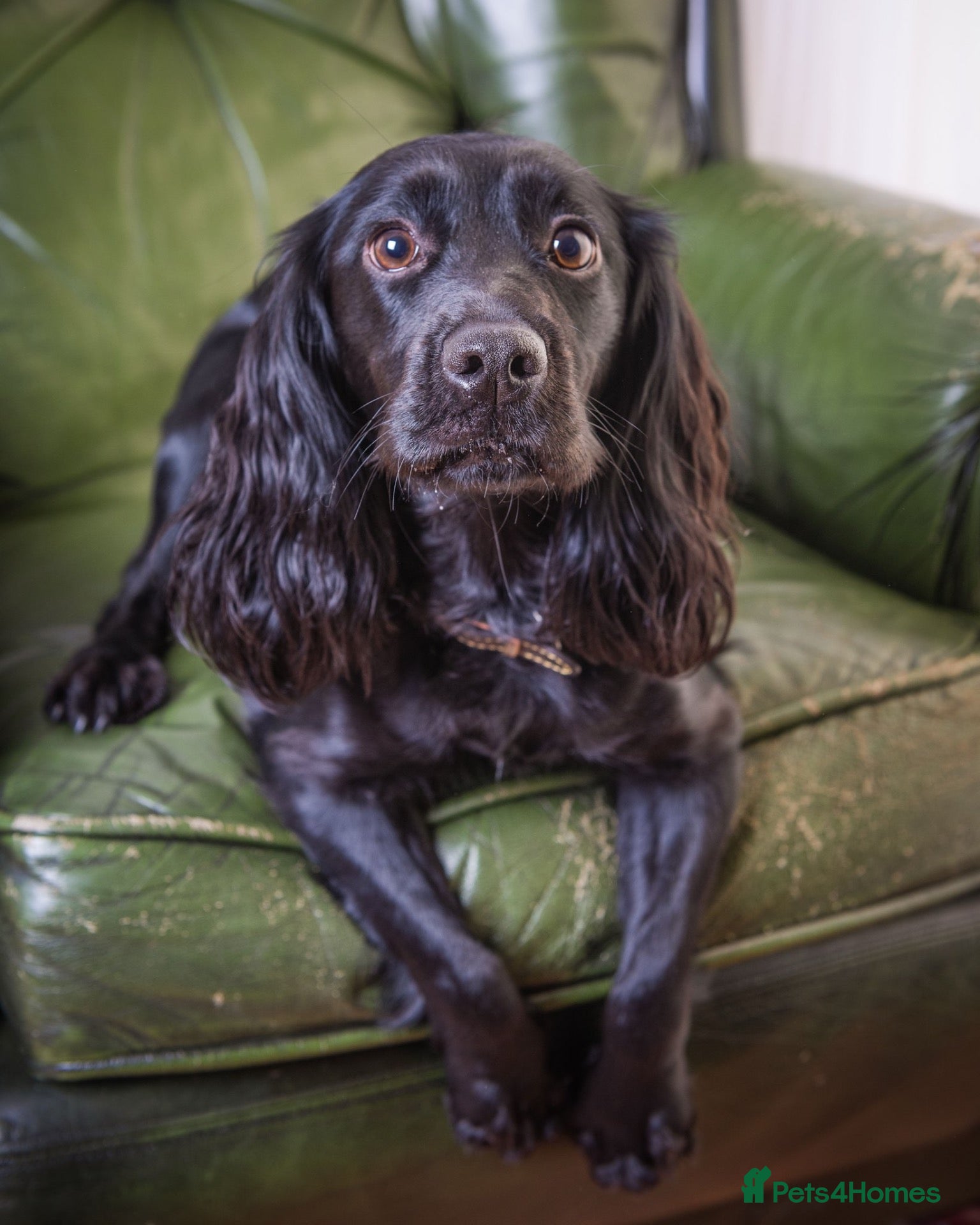 Cockapoo dogs Stunning Cockerpoo puppies - Advert 1