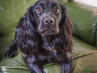 Cockapoo dogs Stunning Cockerpoo puppies - Advert 2