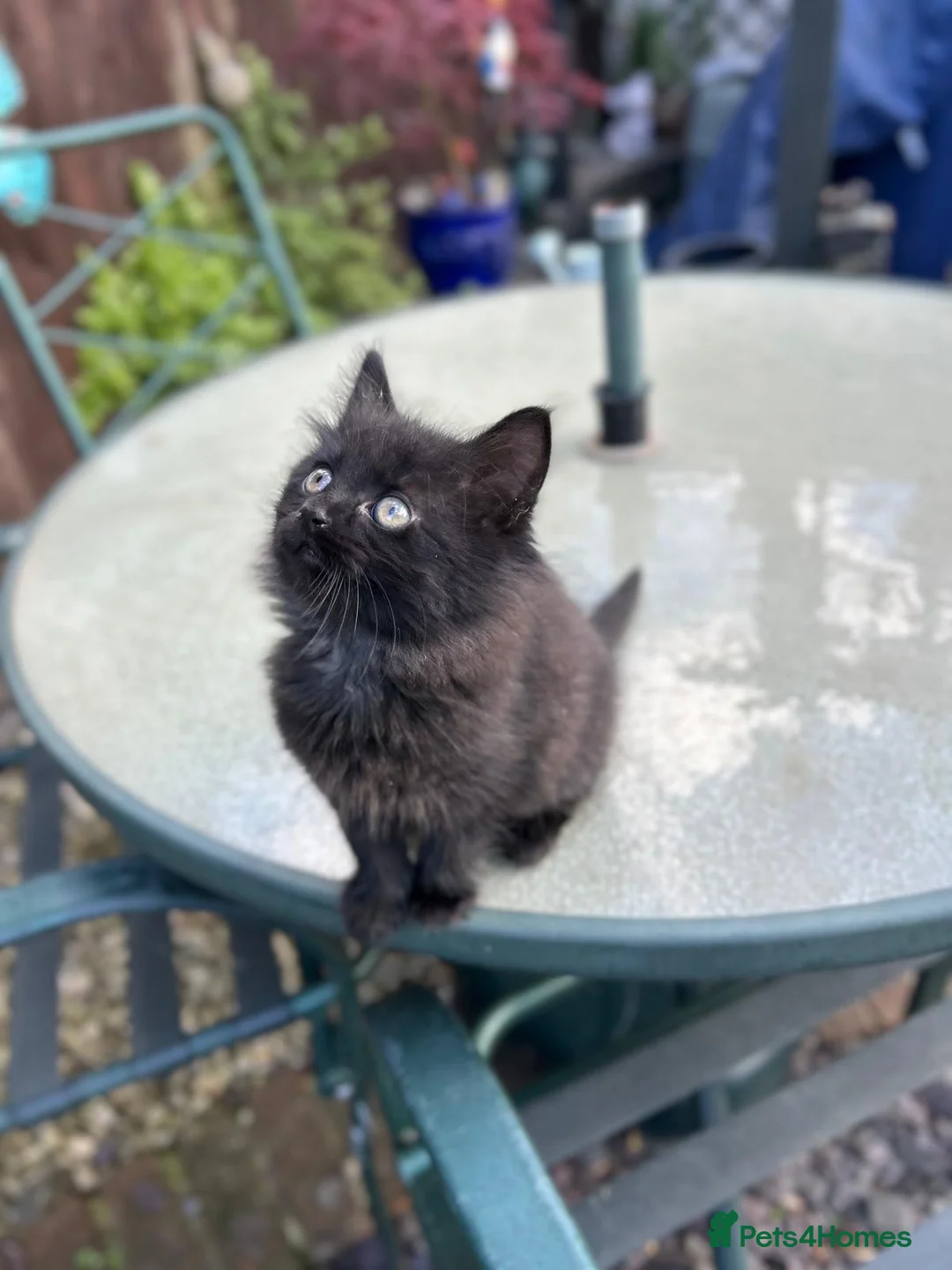 Mixed Breed cats for sale: Only one beautiful fluffy boy left! in Faringdon - Advert 1