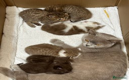 British Shorthair cats for sale: Kittens British shorthair mixed  - Image 4