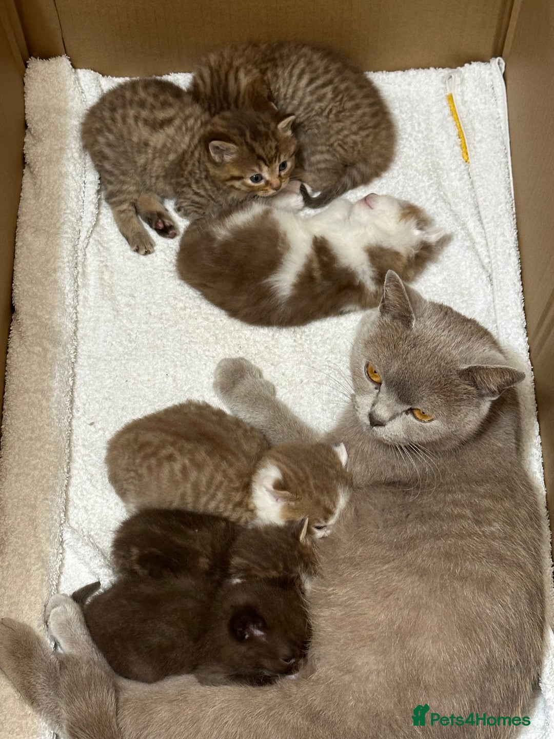 British Shorthair cats for sale: Kittens British shorthair mixed  - Image 4