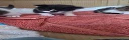 Mixed Breed cats for sale: 3 kittens for sale in Darlington - Advert 3
