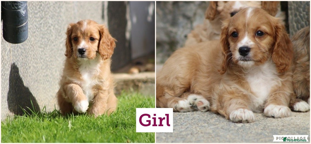 Cavapoo dogs for sale: F1 Cavapoo puppies for sale - Image 7