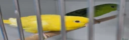 Parakeets birds for sale: Lineolated Parakeet breeding pairs for sale - Advert 12