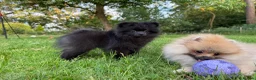 Pomeranian dogs for sale:  Teddy Bear Pomeranian Puppies - Advert 17