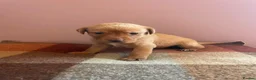 Labrador Retriever dogs for sale: KC Reg Labrador Retriever Puppies  - Advert 6