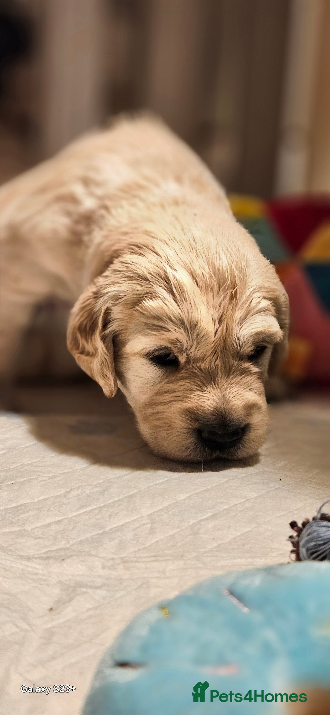 Golden Retriever dogs for sale: Beautiful chunky cream/golden retrievers  - Image 16
