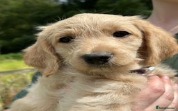 Labradoodle dogs for sale: Beautiful Puppies Ready for the Summer Holidays - Image 7